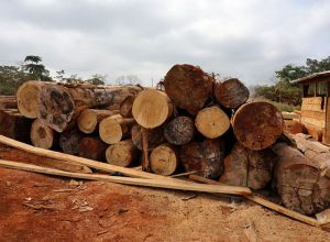 We may soon import timber from Liberia – Lumber Traders Assoc.