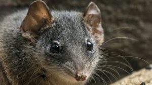 Dying for sex: ‘Frantic’ mating driving Australian marsupials to extinction