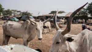 Agogo farmers gripped with fear over renewed tensions with herdsmen