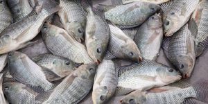 Chinese fish farm closed indefinitely after mass tilapia deaths
