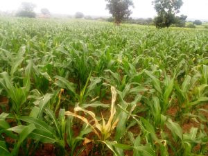 Agric Ministry distributes pesticides to contain fall armyworms