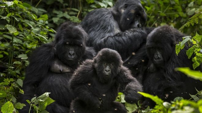 Virguna national park is home to the critically endangered mountain gorilla