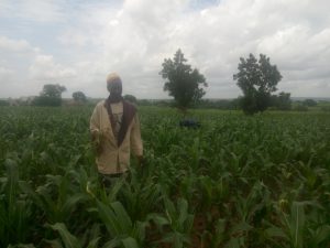 U/E: Armyworms destroy 25 hectares of farmland; 7,536 hectares saved