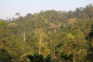 Gov’t’s plan to mine bauxite in Atewa forest worst decision [Article]