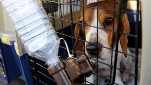 Call for a ban on people eating dog meat in the UK