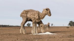 Entire Australian state now in drought