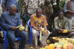 Obrempong Writes: Cutting down ‘sick’ cocoa trees, the cost and effect on farmers