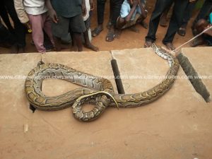 Man kills giant snake trying to swallow his daughter