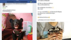 Facebook animal trade exposed in Thailand