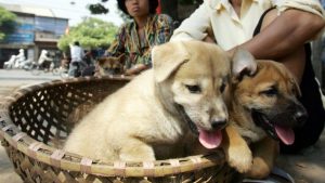 Vietnam asks residents not to eat dog meat