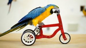 Google bans birds on bikes from algorithm contest