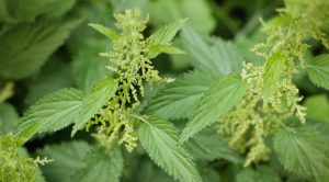 20 Great benefits of nettle leaf for health, skin and hair