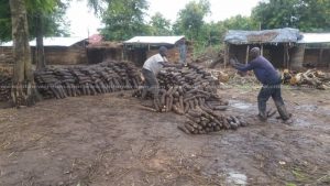 Atebubu farmers decry low yam prices despite strong harvest