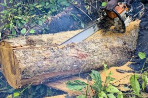 Shoot-to-kill not an option in addressing illegal chainsaw menace [Article]
