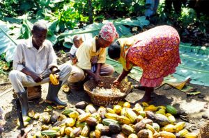 Improve livelihoods of cocoa farmers – ADI tells Gov’t