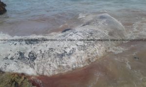 Dead whale washed ashore at Gomoa Fetteh