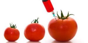 Ghana ready for genetically-modified crops – Biosafety Authority