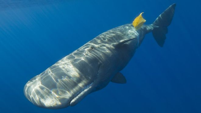 Ocean plastic is often eaten by sea animals, with fatal results