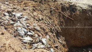 Fisher-folk found carting dead tilapia from Asutsuare for ‘koobi’