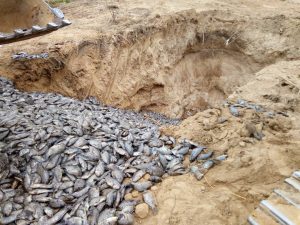 18 tons of unwholesome Chinese GMO tilapia destroyed at Asutsuare