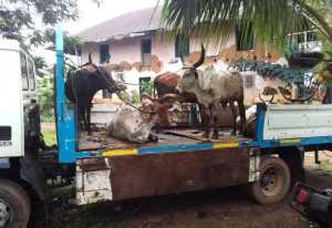 4 arrested at Assin Sumnyame after robbing herdsmen of their cattle