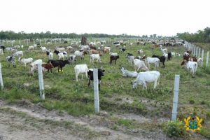 Afram Plains cattle ranch to help end clashes – Akufo-Addo