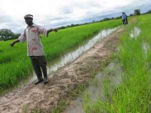 Avalavi Rice farmers call for gov’t support