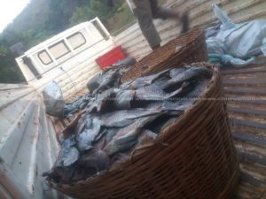 NADMO on alert after 100 tonnes of tilapia die on fish farms