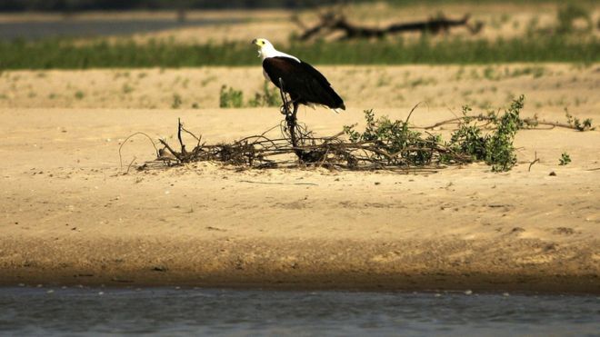 The Selous Game Reserve is home to a huge range of species, including the African fish eagle