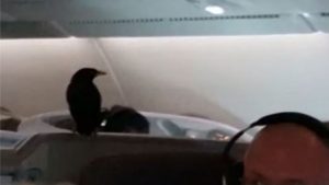 Stowaway bird found on Singapore Airlines plane after 12 hours