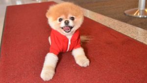 ‘World’s cutest dog’ dies from ‘heartbreak