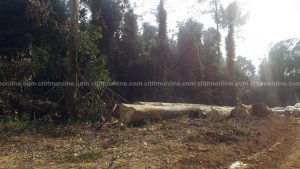 Ghana takes steps to export timber to EU market