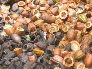 Researchers to generate electricity from cocoa husks for rural farmers