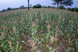 Ghana prioritizes agriculture for poverty reduction and job creation [Article]