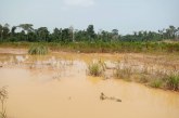 Experts must reclaim Aminasi forest reserve – Anti-galamsey taskforce