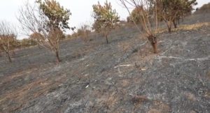 Krachi East MP’s 155-acre mango farm burnt down