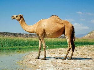 If camel humps don’t contain water, what’s inside?