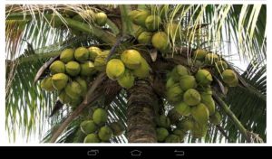 Coconut industry receives a boost as demand for export increases