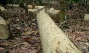 Forestry Commission bemoans destruction of Goase forest reserve by illegal chainsaw operators