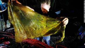 Dead whale found with 40 kilograms of plastic bags in its stomach