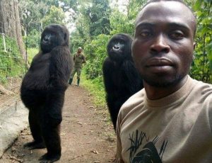 Gorillas pose for selfie with rescuers