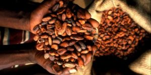 World’s major cocoa buyers agree on US$2,600 cocoa minimum price