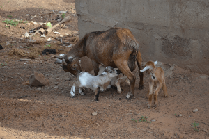 Ga West Municipal Assembly auctions 4 ‘arrested’ goats for GHc665