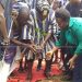 Okyenhene begins drive to plant 25 million trees in five years (3)