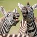 Two zebra were playing together and appear to be laughing at the camera (Image: Peter Haygarth)