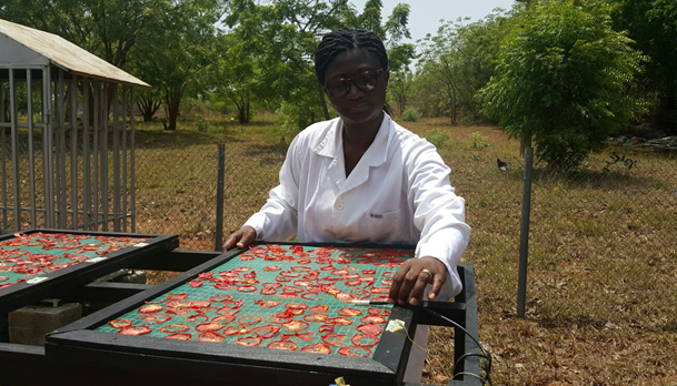 Dr Owureku-Asare at work with her solar tomato processor