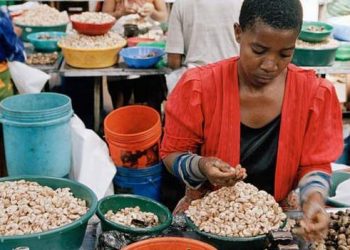 Tanzania is a major exporter of cashew nuts