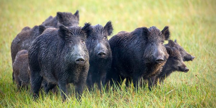 Wild boar discovered the stash which was kept in jars