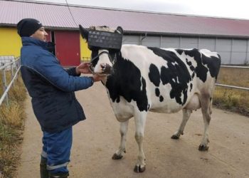 Virtual reality for cows