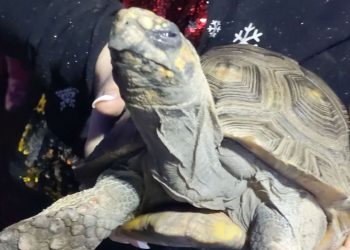 Angry tortoise